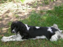 Дмитрий Коробков - Мотя